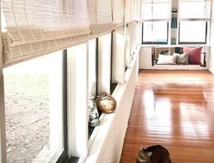 A cat looking up playfully at light-colored woven wood shades
