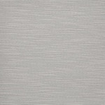 Color Image - Tahoe Gray Kitten